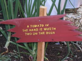 Tomato in hand
